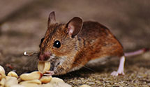 hospital-and-healthcare-facility-pest-management Experts in Sunderland